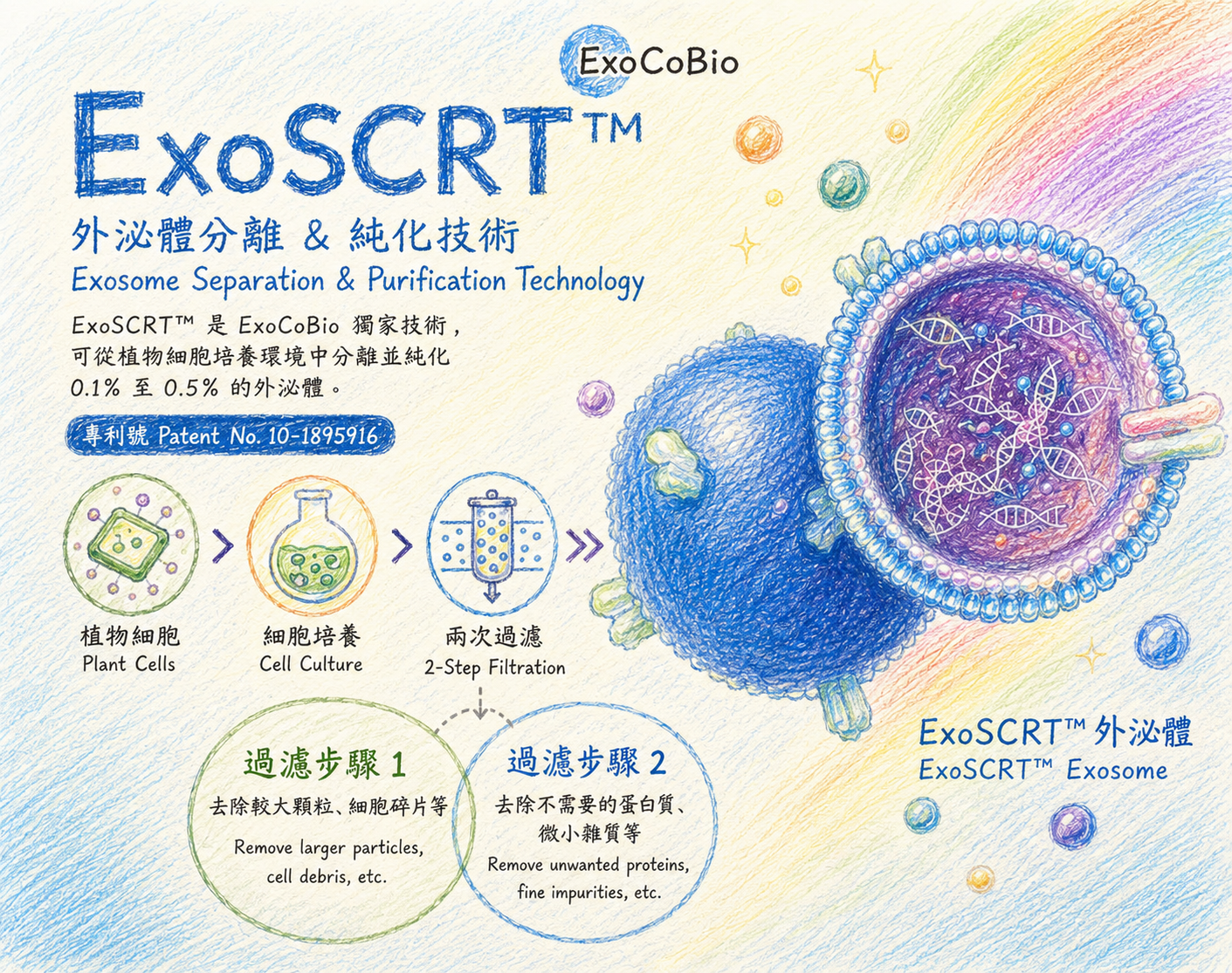 ASCE plus Calming Ampoule 白金專業保養版 玫瑰外泌體舒緩安瓶｜ExoCoBio 韓國正品